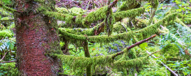 Spruce tree with green moss on the branches. Foto: Mostphotos