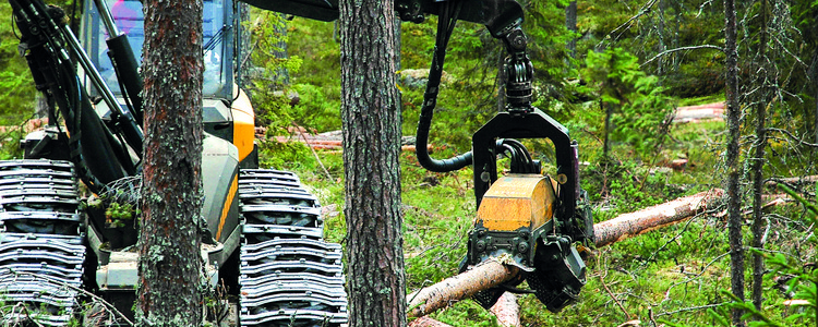 Skogsmaskin avverkar skog med hyggesfri metod. Foto: Bo Persson