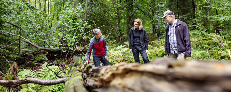 En skogskonsulent och två skogsägare tittar tillsammans på en låga i en bokskog. Ett fallet dött träd i skogen kallas låga.  Foto: Jenny Leyman