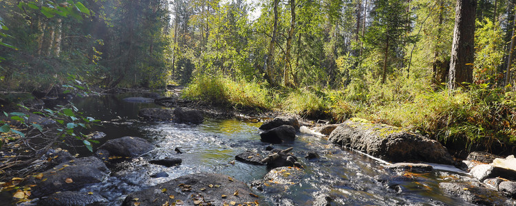 Skogså,kantzon, Bräcke Jämtland. Foto: Leif Milling