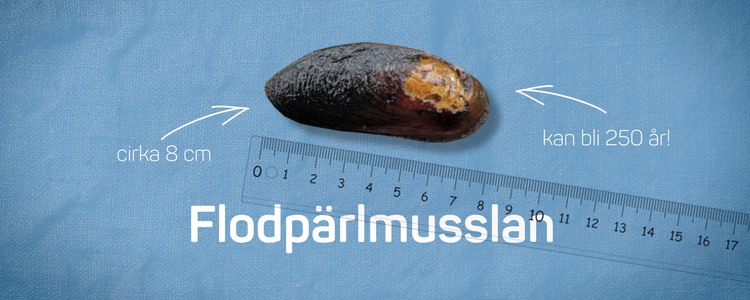 A freshwater pearl mussel lies against a blue background. The image is a still from the film Swedish Pearls. Foto: Bitzer Productions AB