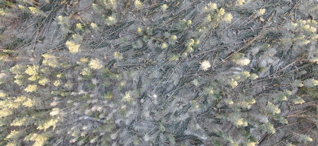Drönarbild som visar skador efter stormen Johannes tagna i Sörböle, Västernorrlands län. Foto: Magnus Martinsson