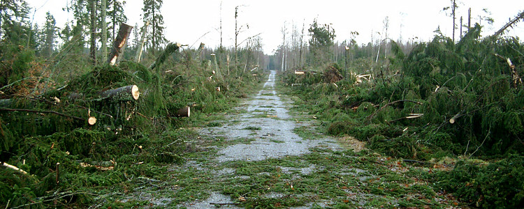 Januari 2005, Kronobergs län. Framröjd väg efter stormen Gudrun.  Foto: Skogsstyrelsen/ Bengt Henriksson