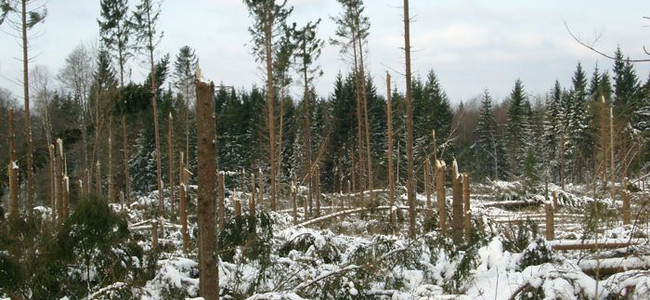 Februari 2005, Kronobergs län. Upparbetning av vindfällen efter stormen Gudrun. Foto: Skogsstyrelsen/Bengt Henriksson