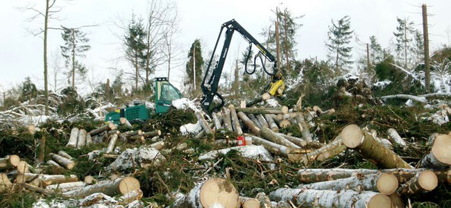 Februari 2005, Kronobergs län. Upparbetning av vindfällen efter stormen Gudrun. Foto: Skogsstyrelsen/ Bengt Henriksson