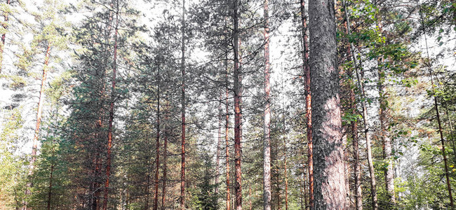 Skog där hyggesfritt skogsbruk tillämpas. Foto: Carl Appelqvist