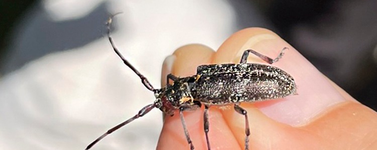 Kronbock, närbild. Alla kronbockar av Monochamus-släktet sprider nematoden även vår svenska tallbock, Monochamus sutor. Foto: Matiias Sparf