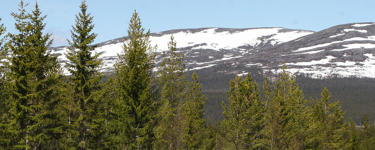 Fjällnära skog. Foto: Bo Persson