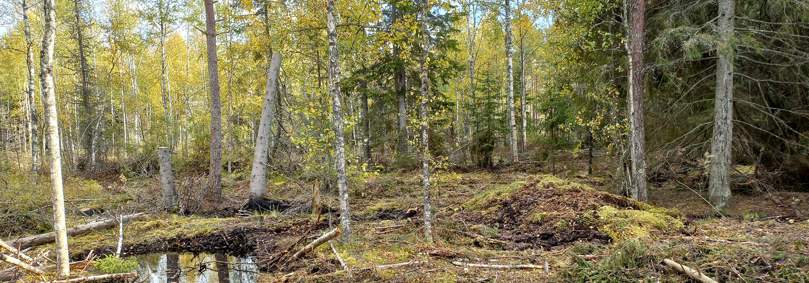 Återvätt skogsmark med blandskog i bakgrunden.