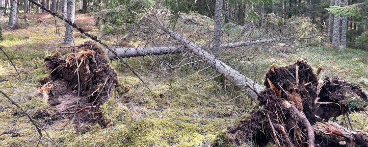 Vindfällen efter stormen Dave, påsk 2026. Foto: Ulrika Kraft Stenlund