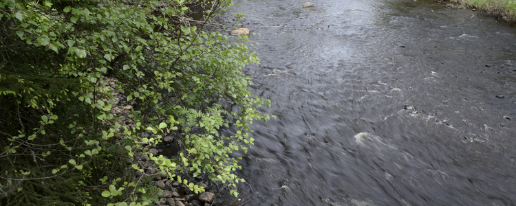 Besök vid demoslingan vid Svanån i maj 2018. Foto: Tomas Järnetun