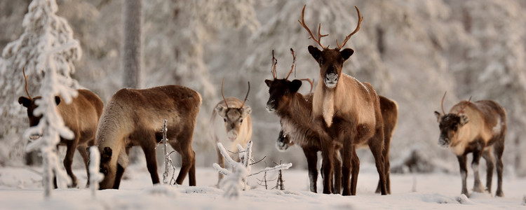 Ett gäng nyfikna renar i vacker snörik skog. Foto: BJORN JOHANSSON/MostPhotos