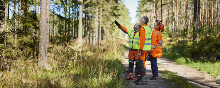 Tre personer står i varselkläder på en skogväg och tittar och pekar upp mot träden. Foto: Patrik Svedberg
