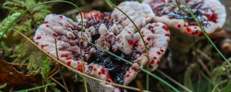 dropptaggsvamp är en ljus svamp med röda inslag. Foto: Emma Liljewall