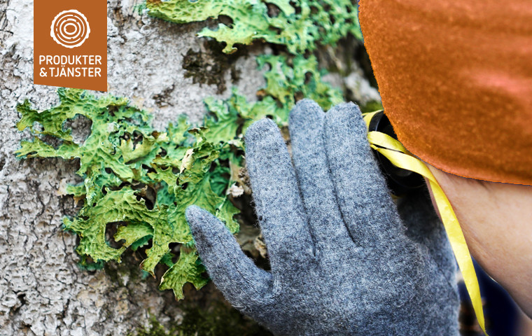 Person som inspekterar lunglav på stam.