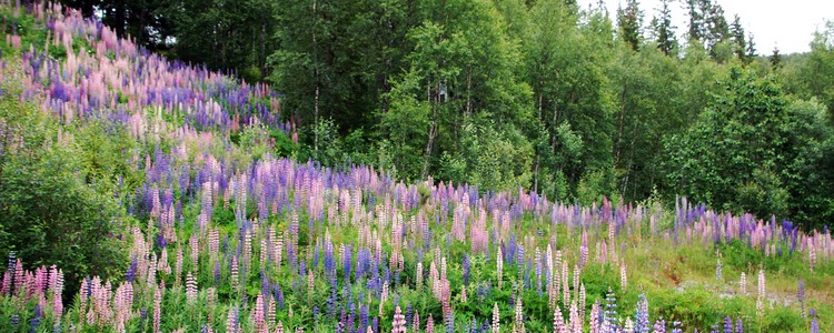 Lupiner i en skogsslänt. Foto: Mostphotos
