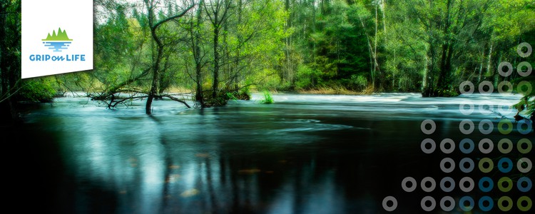 A stream spreading out through a deciduous forest. Foto: Hamperium.com