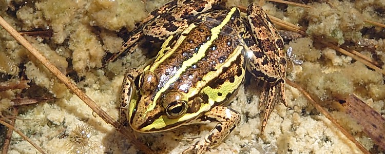 Gölgroda