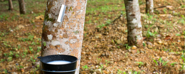 Milk of rubber tree flows into a  bowl. Foto: Mostphotos