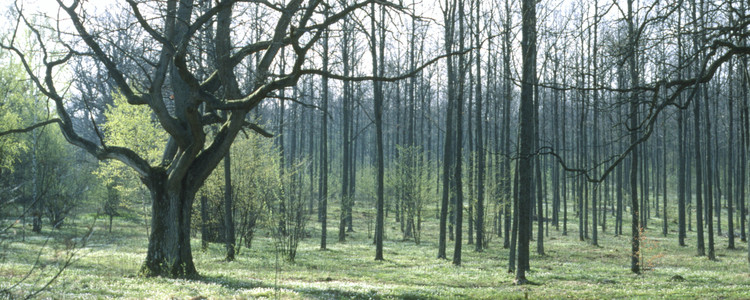 Ekskog. Foto: Michael Ekstrand