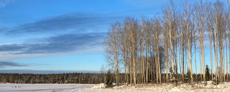 Soligt vinterlandskap med snötäckta fält, blå himmel med lätta moln. Foto: Karin Lindh