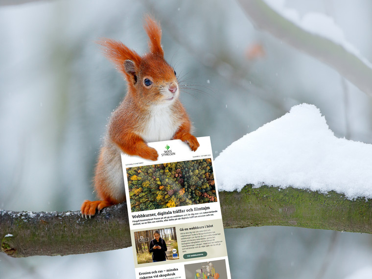 Cute orange red squirrel eats a nut in winter scene with snow, Czech republic. CCold winter with snow. Winter forest with beautiful animal. Snow on the tree.