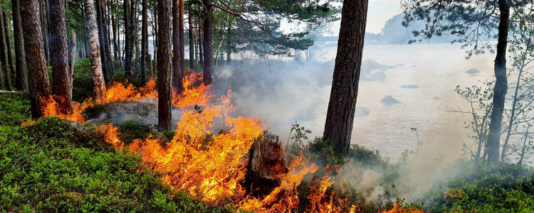 Naturvårdsbränning på tre biotopskyddade öar på sjön Viksjön i Gävle kommun. Foto: John Lindström