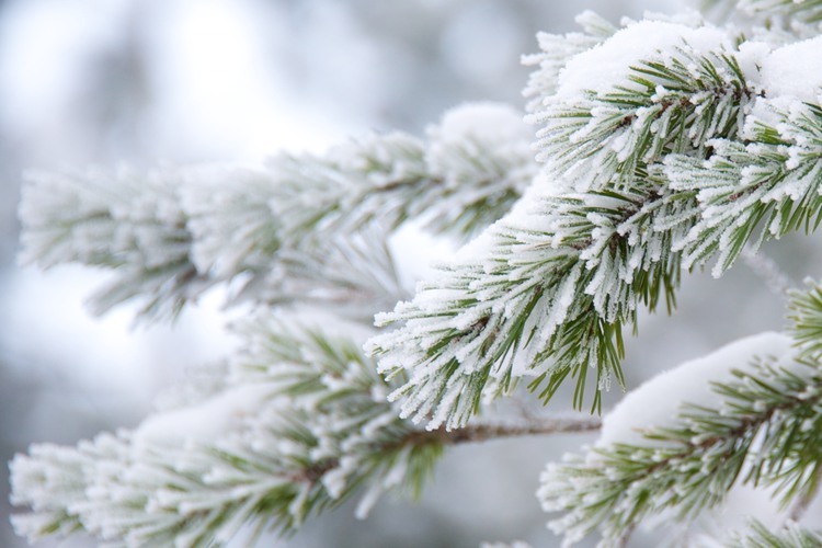 Grankvist med snö och rimfrost.