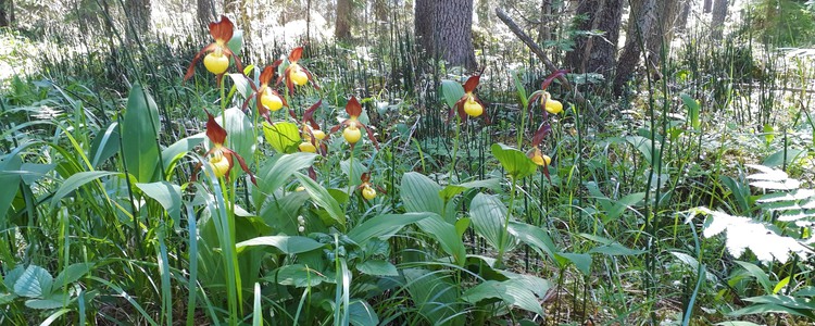Guckusko. Foto: Sven Kihöström