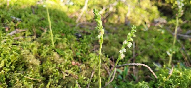 Blomställning av knärot. Foto: Marianne Karlsson
