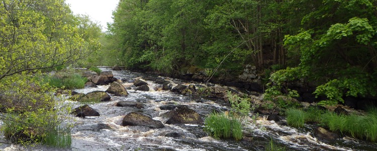 Lyckebyån i Blekinge. Foto: Therese Stenholm Asp