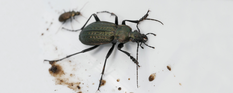Hane av insekten bronslöpare (Carabus granulatus L.) mot en vit bakgrund. Foto: Erkki Palmu