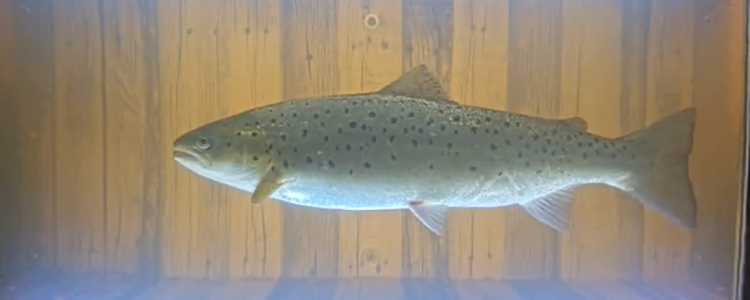 En öringhona, 63 centimeter lång, på väg uppströms. Fångad på bild i en fiskräknare i Blekinge. Foto: Andreas Holmberg