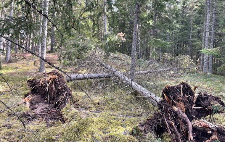 Vindfällen efter stormen Dave, påsk 2026. Foto: Ulrika Kraft Stenlund