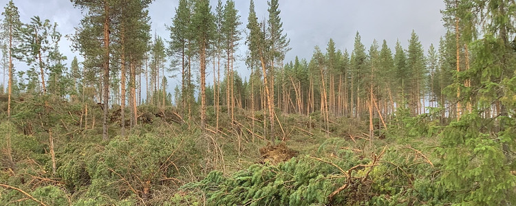Nedblåst skog i Västerbotten efter ovädret Hans. Foto: Rickard Vesterlund 