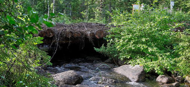 Virkesbro. Foto: Leif Milling