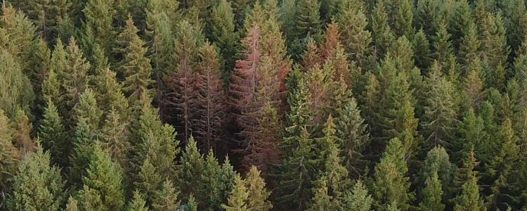 Drönarbild på granbarkborreangripna träd.