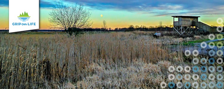 Utsiktstorn i skymning vid våtmark en kall vinterdag. Foto: Hamperium.com