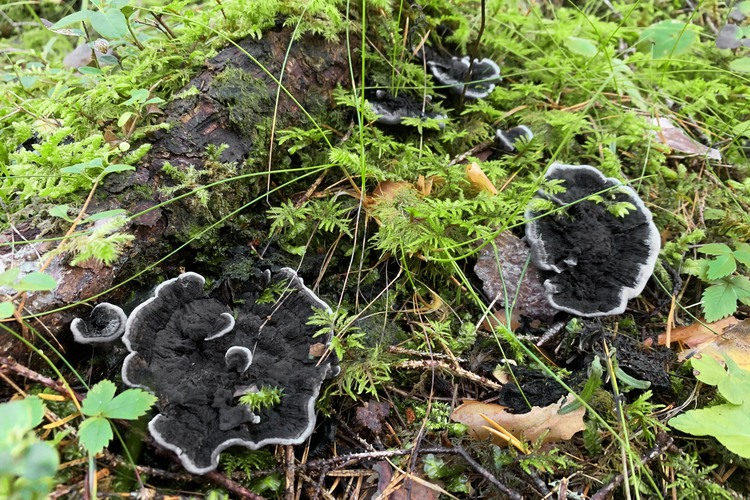 Svart taggsvamp i Näsmarkernas naturreservat. Foto: Linda Vålberg