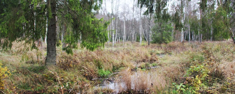 Återvätt område. Foto: Mathilda Bertills