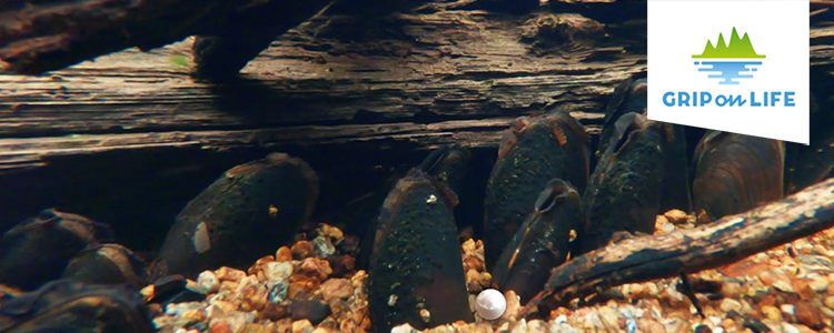 En bild från Grip on Lifes film Svenska pärlor. Flodpärlmusslor på botten av ett vattendrag. 