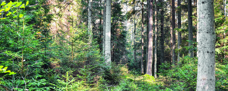 Blädning i skog i Skåne. Foto: Magnus Bondesson