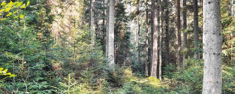 SKog som brukas hyggesfritt.