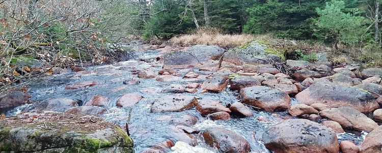 Limnisk nyckelbiotop i Svartavadsbäcken. Omslagsbild till Grip on Lifes rapport ner 2021.05. Foto: NaturFokus AB