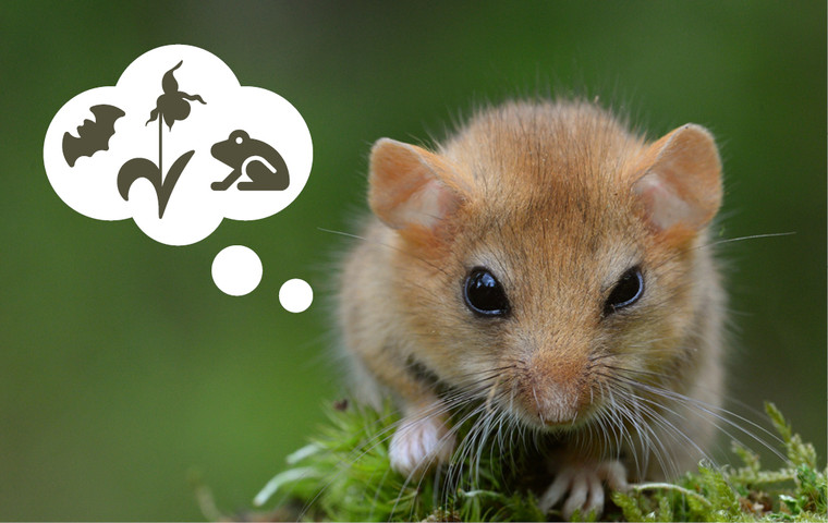 Hasselmus med tankebubbla om artskydd