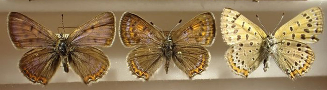 Violett guldvinge - från vänster syns hane, hona och fjärils undersida.