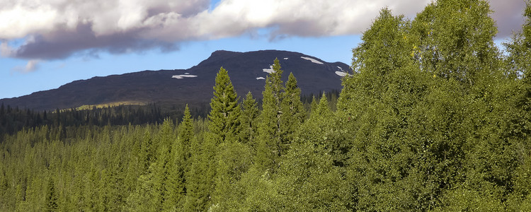 Fjällnära skog. Foto: Bo Persson