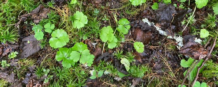Lappranunkel (Coptidium lapponicum)