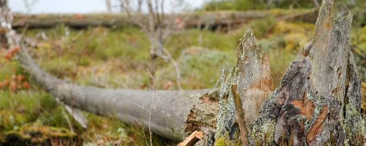 Tallåga. Foto: Anna Petersson