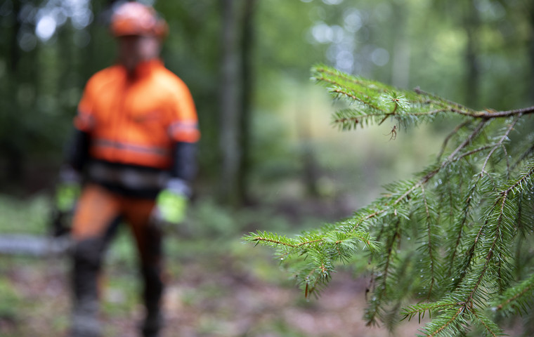 Skogsarbetare med gran i förgrunden.  Foto: @ Camilla Zilo